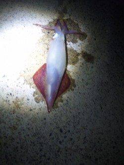 伊根エリアでエギング、シロイカの釣果