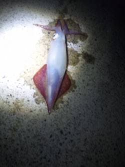 伊根エリアでエギング、シロイカの釣果