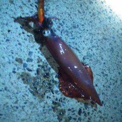 伊根エリアでエギング、シロイカの釣果