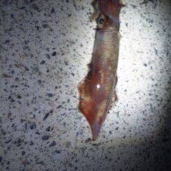 本庄浜でエギング、シロイカＧＥＴ