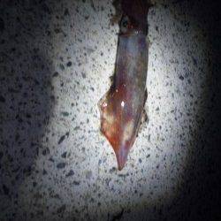 本庄浜でエギング、シロイカＧＥＴ