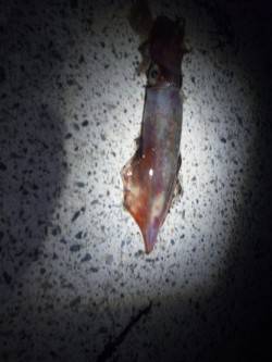 本庄浜でエギング、シロイカＧＥＴ