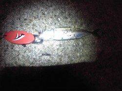 神戸港4,5,6,8防　常夜灯の下のアジングでアジ14cm