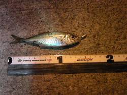 神戸港4,5,6,8防　常夜灯の下のアジン…