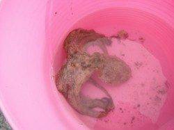 サビキは倉庫前♪タコは砂上げ場♪泉大津RT