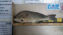 周参見の波止 投げ釣りでコロダイ51cm