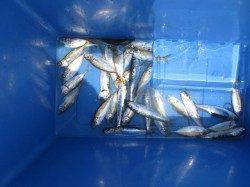 現在田ノ浦は荒れていますが小アジが！６日RT