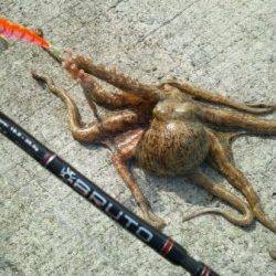 ショアタコゲーム 垂水漁港でも♪