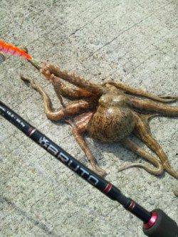 ショアタコゲーム 垂水漁港でも♪