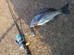 和歌川河口　ルアーでマゴチ狙いもチヌがヒッ…