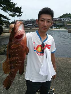 間人磯周りをスプーンで攻めて良型アコウＧＥ…