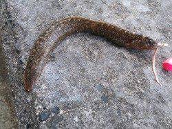 間人磯周りをスプーンで攻めて良型アコウＧＥＴ！