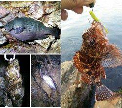 津居山港☆ロックフィッシュ狙い釣行