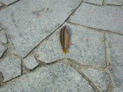 翼港、メバリングでサバがＨＩＴ！