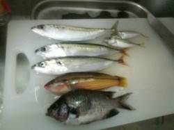 翼港、メバリングでサバがＨＩＴ！