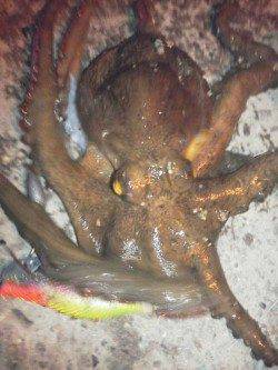 舞洲　タゴエギ使用でマダコ300g1パイ＆新子7ハイ