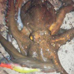 舞洲　タゴエギ使用でマダコ300g1パイ＆新子7ハイ