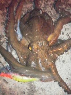 舞洲　タゴエギ使用でマダコ300g1パイ＆…