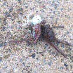 舞洲　タコジグでタコ〜300gを10匹　タコの季節はまだまだこれから