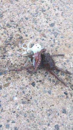 舞洲　タコジグでタコ〜300gを10匹　タコの季節はまだまだこれから