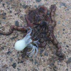 舞洲　タコジグでタコ〜300gを10匹　タコの季節はまだまだこれから