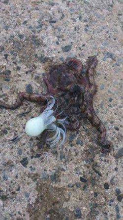 舞洲　タコジグでタコ〜300gを10匹　タコの季節はまだまだこれから