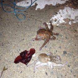 舞洲　夕方からのタコ釣りで小タコが2ハイ☆