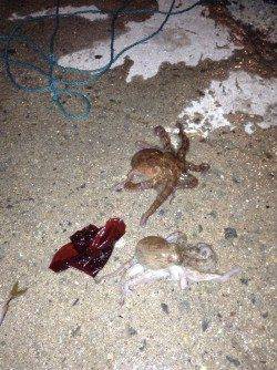 舞洲　夕方からのタコ釣りで小タコが2ハイ☆