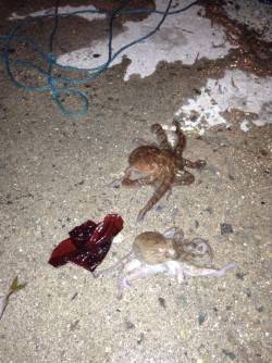 舞洲　夕方からのタコ釣りで小タコが2ハイ☆…