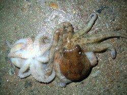 舞洲　夕方からのタコ釣りで小タコが2ハイ☆