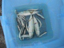 イワシもｷﾀｧｰ♪キスは今が旬！泉大津RT