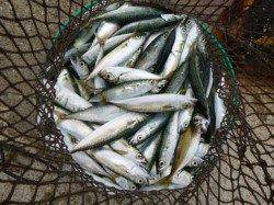 北公園ＲＴ　今朝もサビキとタコ好調