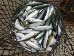 北公園ＲＴ　今朝もサビキとタコ好調 