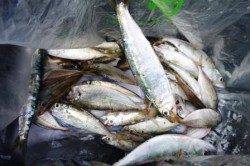 食コン★アジにマイワシだ !