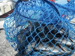 今日はグレパラダイス♪岸和田一文字RT７日…