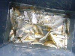 【サヨリ好調!!】アジュール舞子RT