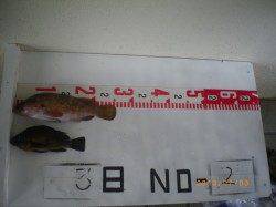 姫路市立遊漁センターで探り釣り、メバルにアコウも釣れました♪