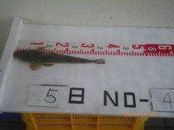 姫路市立遊漁センター、探り釣りで35cのマゴチ