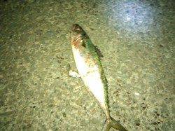 大蔵海岸でも大サバ釣れます！！