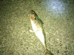 大蔵海岸でも大サバ釣れます！！