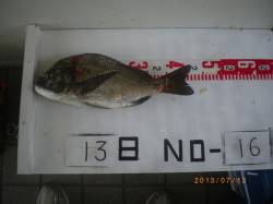 姫路市立遊漁センター　ガシラ・アジ・チヌな…