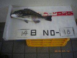 姫路市立遊漁センター　ガシラ・アジ・キスなど魚種豊富に楽しめる