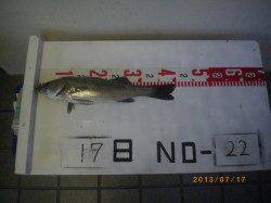 姫路市立遊漁センター シラサでハネ釣り