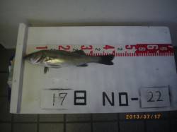 姫路市立遊漁センター　シラサでハネ釣り