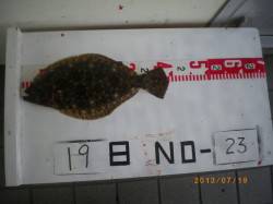 姫路市立遊漁センター、探り釣りで38cmの…