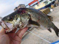 北公園でハネ、空港でキス