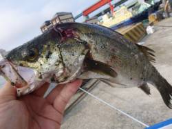 北公園でハネ、空港でキス