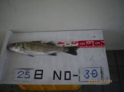 姫路市立遊漁センターでの探り・投げ・サビキ…