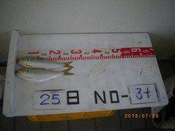 姫路市立遊漁センターでの探り・投げ・サビキ釣り釣果