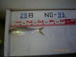 姫路市立遊魚センター　コノシロ・キスなど